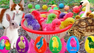 Catch Cute Chickens, Colorful Chickens, Rainbow Chicken, Rabbits, Cute Cats,Ducks,Animals Cute #70