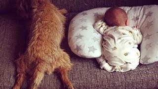 [Watch] Adorable Moment pet DOG rocks newborn baby to sleep