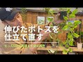【ポトス】《ぐるぐる仕立て》ボリューム復活！！ビギナーでも超簡単にカッコ良く仕立てる方法