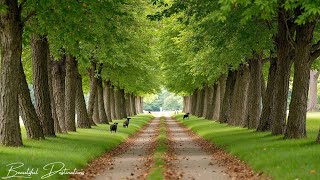 Nomierinoša mūzika nerviem🌿 dziedinoša mūzika sirdij un asinsvadiem, relaksācija, mūzika dvēselei