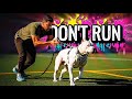 Dogo Argentino Attack: Know This or REGRET It!