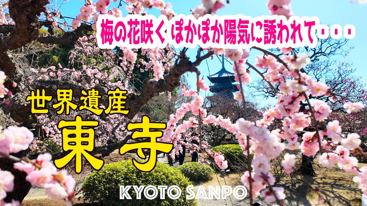 2026/2/22 (日) 🌸春直前の京都!!☘️ 春間近の連休 梅香る世界遺産へ ぽかぽか陽気の東寺で癒しの休日Vlog /冬の京都/冬さんぽ/Kyoto walk [京都4K]