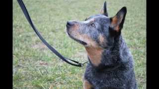 Snjos Blue Ibor - Igor