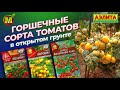 НИЗКОРОСЛЫЕ ТОМАТЫ в ОТКРЫТОМ ГРУНТЕ! Обзор горшечных сортов и гибридов