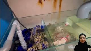 RAS AKUARIUM GROUP 2 | MARICULTURE ENGINEERING