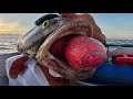 Weird Deep Sea Fish with Barotrauma