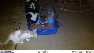 Look What Showed up at the Cat Food Dish Episode #3