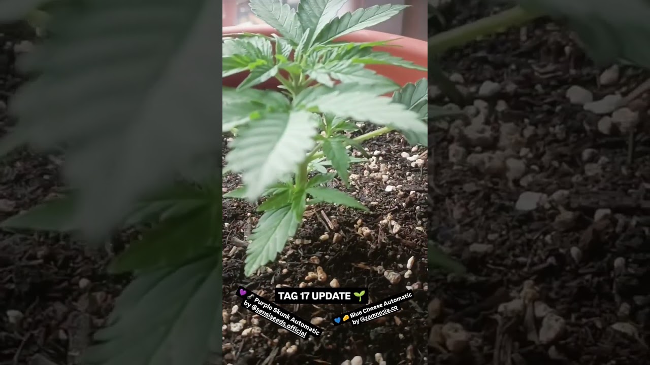 Tag 17 Update 💜🦨PURPLE SKUNK AUTOMATIC & BLUE CHEESE AUTOMATIC 💙🧀 