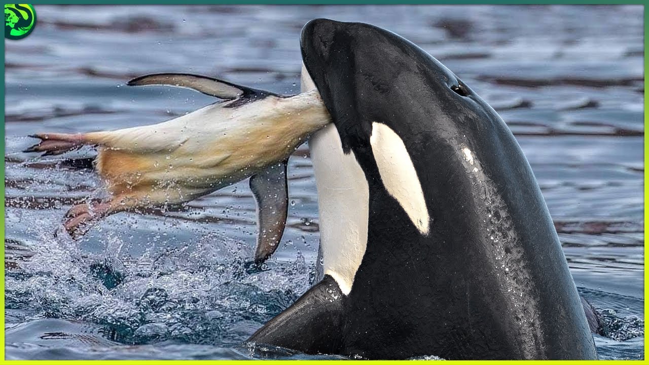 12 Orca Attacks That Prove They Are The Top Predators In the Ocean - YouTube