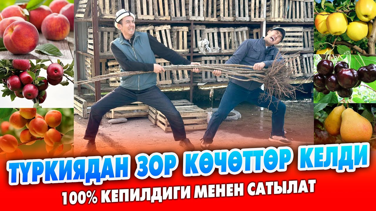Түркиядан сапаттуу КӨЧӨТТӨР келди ~ 100% ГАРАНТИЯ ~ Түрү, СОРТУ кенен ТАНДАП аласыздар