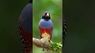 The Java Sparrow #birds #thebirdsonggroup  #bird #birdsounds #birdsong