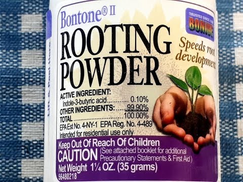 Cloneup Powder - Hormone de bouturage