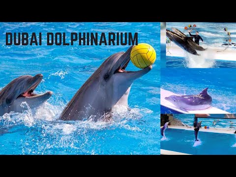Dubai Dolphinarium| Must Visit Place In Dubai|Dubai vlogs