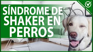 Qué es el Síndrome de Shaker en los Perros  Causas, Síntomas y Tratamiento