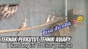 CARA BETERNAK PERKUTUT KANDANG AVIARY, mantab sekali