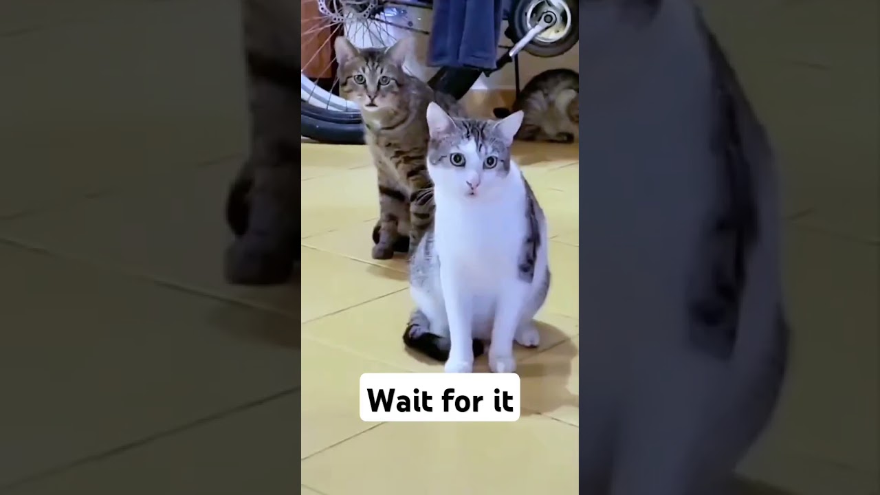 A cat eavesdropping on neighbors arguing 