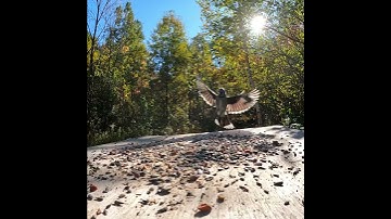 Bluejay Slowmotion Landing #birds #slowmotion #slowed #slowmo