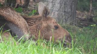 ヘラジカの赤ちゃん Eurasian elk baby 2016 0725