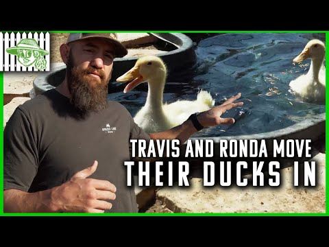 Travis and Ronda Take Care of Their Ducks and Chicks | Browsey Acres