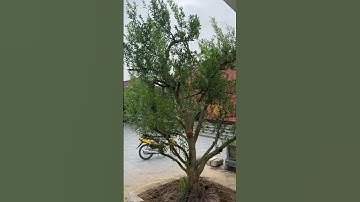 Cây Lựu Cổ Thụ Ấn Độ Siêu Quả Cực Đẹp#shorts