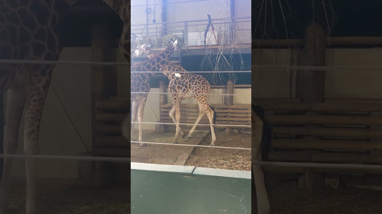 giraffes Marwell Zoo October 2023