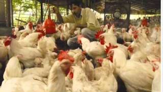 aneba pano sto datsun