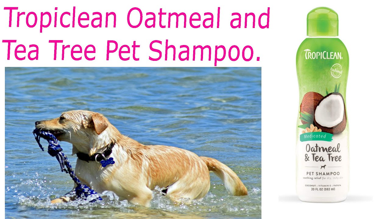 Tropiclean Oatmeal and Tea Tree Pet Shampoo Best Pet Shampoo 2019