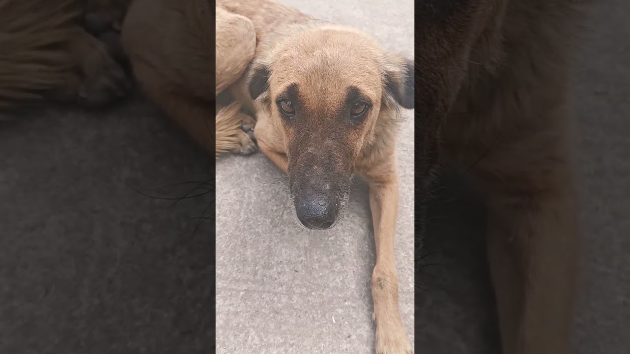 dogesh bhai ki taraf se happy republic day 