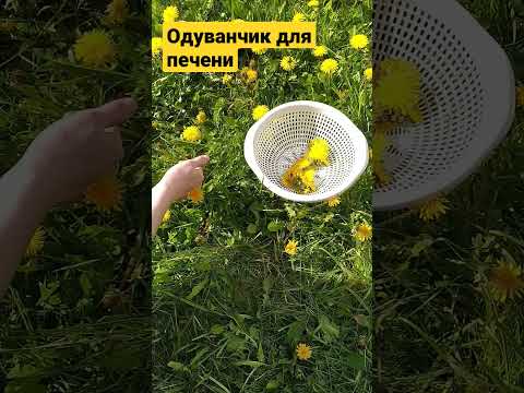 Чай с одуванчиком для печени #печень #одуванчик #травы #зож