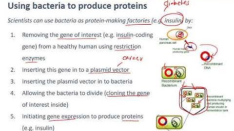 Bacterial transformation