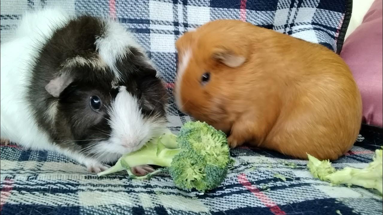 Guinea pigs enjoy eating broccoli. YouTube