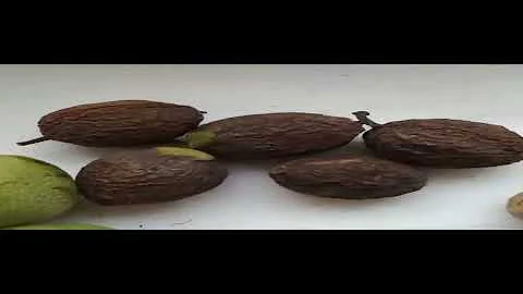 когда  и как собирать грецкие орехи ? как извлекать ядрышки орехов? #как #грецкий_орех #урожай