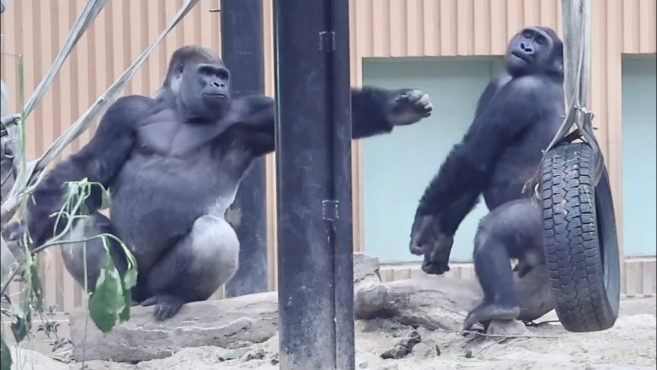 早くどいて！怒ってゲンタロウにウ チを投げる母ゲンキ⭐️ゴリラ Gorilla【京都市動物園】Genki throws poop at