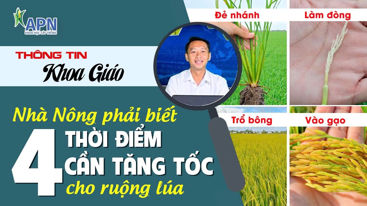 APN - 4 THỜI ĐIỂM CẦN TĂNG TỐC CHO RUỘNG LÚA | GIA TĂNG NĂNG SUẤT