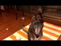 カワウソ＆ワラビー劇場 360°動物だらけ(^^;;