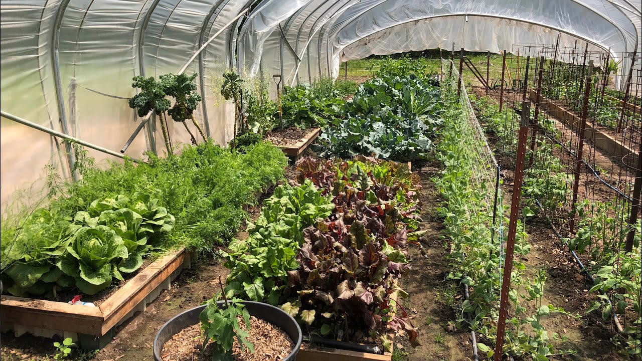 greenhouse gases This is CRAZY! Greenhouse Garden Update