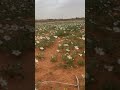 زهور الربيع الاقحوان القصيم غرب بريده