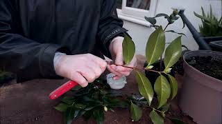 A look at our camellia propagation