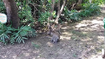 Khỉ ở Vàm Sát, Cần Giờ