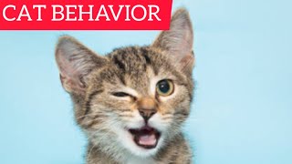 Cat Behavior  - The Keys To Understanding Them ! by Smart Dog and Cat Lover 191 views 1 year ago 5 minutes, 53 seconds