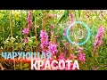 Чарующая красота солнечного участка - Художник в деревне