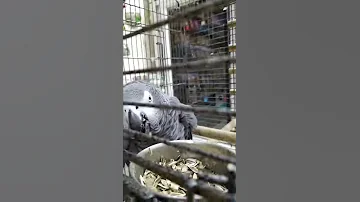 Турецкий попугай 🤣Старый знакомый в зоомагазине