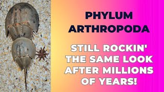 Exploring the Phylum Arthropoda | General features and Classification