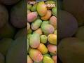 बाराबंकी में आम की बोली 🥭 mango season 😋 aam ka rate 🥭 mango rate 🥭 #shafeeqbarabanki #mangonews