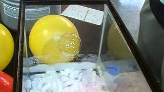Bubbles FLoating on CO2