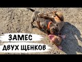 Щенок Американский булли против питбуль