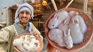Wow ?  Itna Piyara Surprise mila aj | Rabbit Bunnies