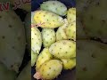 شكون توحش الكرموس