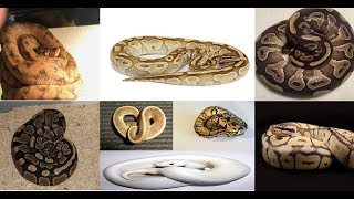 3 youtube channels doing ball python giveaways! WATCH THIS VIDEO! Ball Python giveaways!