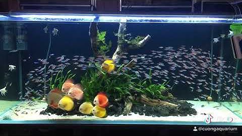 Gần 1000 con cá neon bơi đàn siêu đẹp